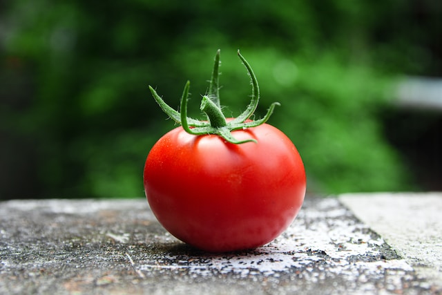 Die Geschichte der Tomate Neugier auf die Tomate und ihre Herkunft